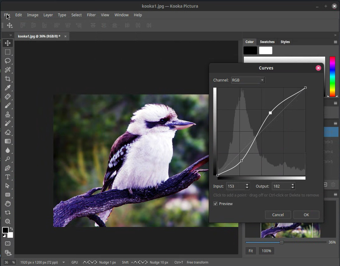 The Kooka Pictura workspace with a PSD open, a Curves dialog, and the layer and color panels docked